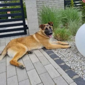 Balu – pies do adopcji: 5 lat, Kundelek, Pies