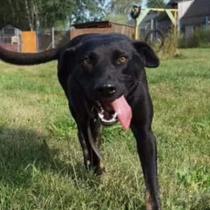 Tola – pies do adopcji: 10 lat, Kundelek, Suczka