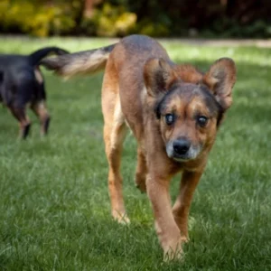 Beniek – pies do adopcji: 6 lat, Kundelek, Pies