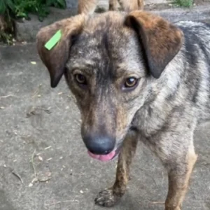 Mgiełka – pies do adopcji: 6 lat, Kundelek, Suczka