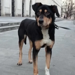 Graf – pies do adopcji: 7 lat, Kundelek, Pies