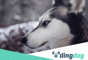 dingdog
