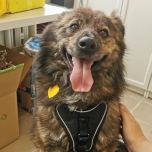 Nero – pies do adopcji: 7 lat, Kundelek, Pies