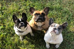 Amerykanie pokochali buldogi francuskie