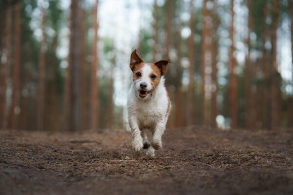 Bieganie z małym psem