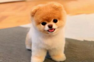 Pies Boo