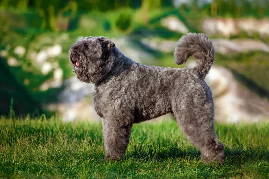 Bouvier des Flandres