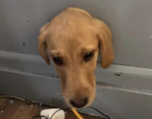 Ciekawski labrador zaklinował się w otworze wentylacyjnym