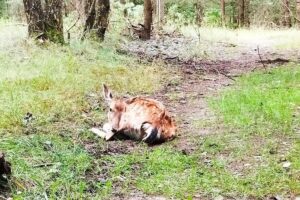 Ciężarna łania zagryziona przez psa