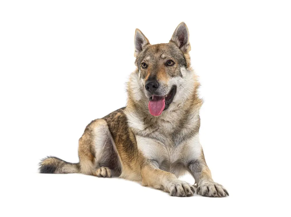 Czechoslovakian Wolfdog.jpg