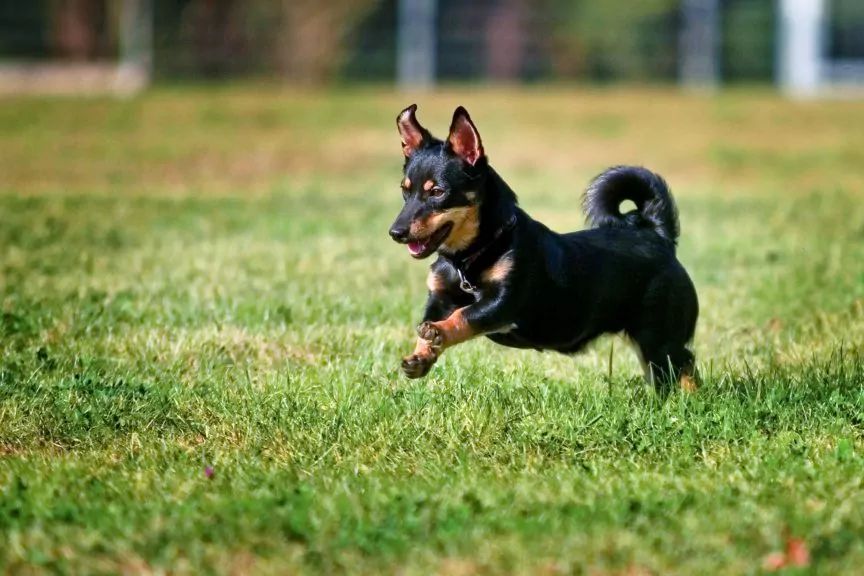 Biegnący lancashire heeler