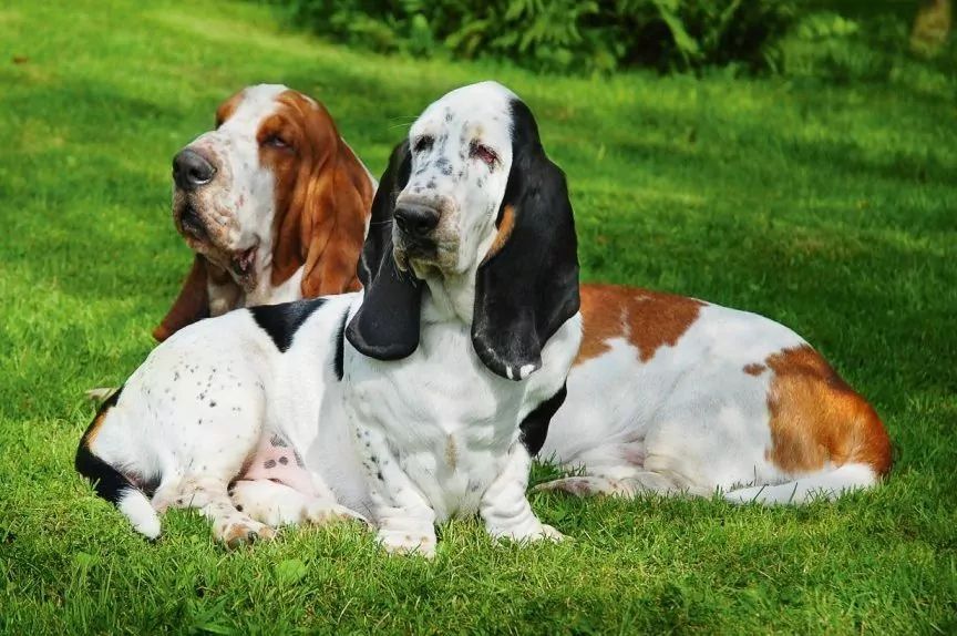 Dwa psy rasy basset hound