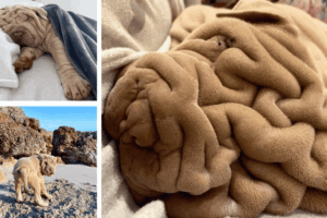 Harvey shar pei