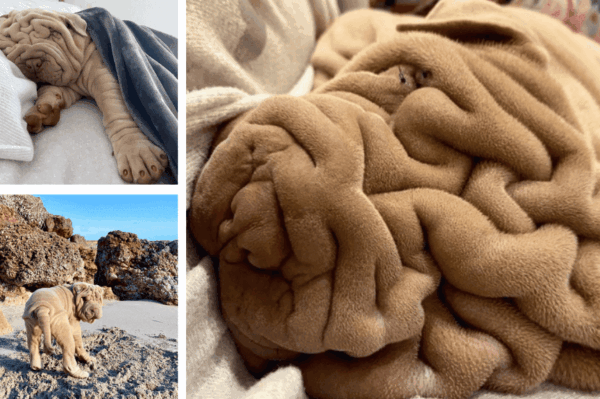 Harvey shar pei