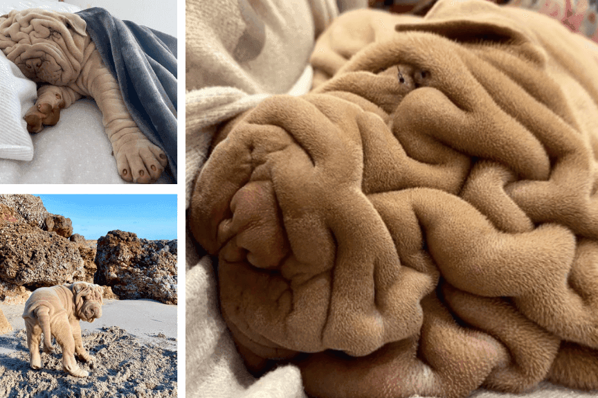 Harvey shar pei