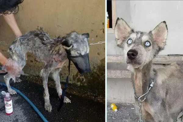 Ten husky wyglądał jak szkielet. Po 10 miesiącach jest nie do poznania!