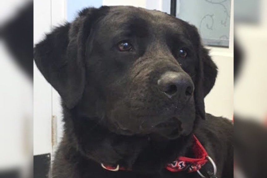 Zaginiony 1,5 roku temu labrador odnalazł się