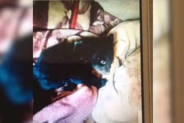 Przygarnął niedźwiedzia