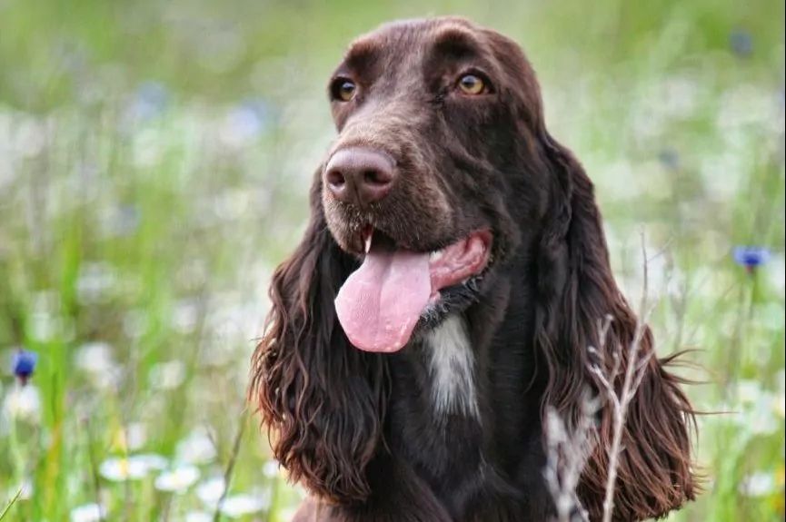 Field spaniel siedzi