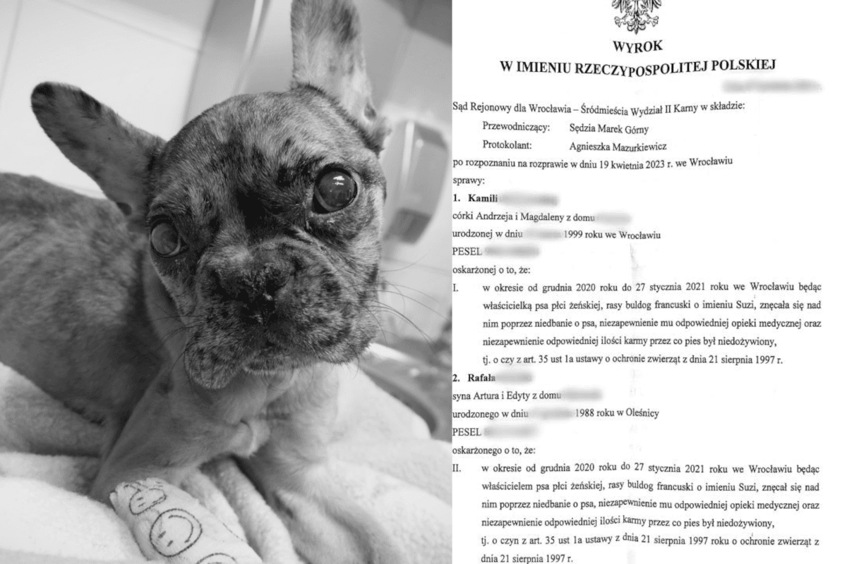 Influencerka, która zaniedbała i zagłodziła psa skazana