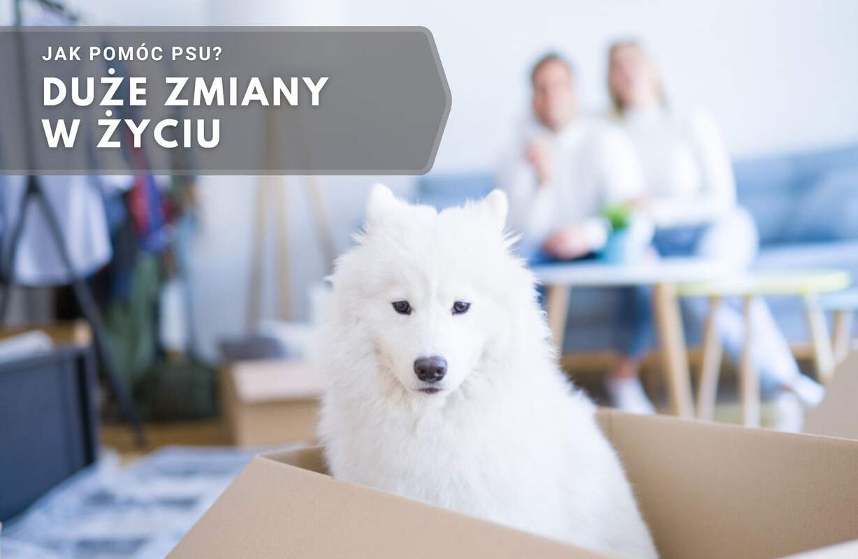 jak pomóc psu, duże zmiany w życiu