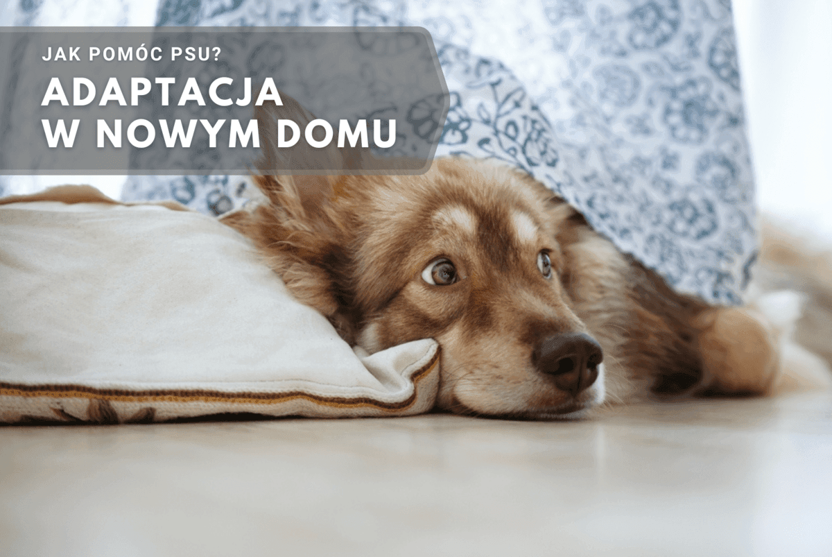 jak pomóc psu, adaptacja w nowym domu