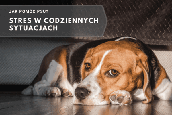 jak pomóc psu - stres w codziennym życiu