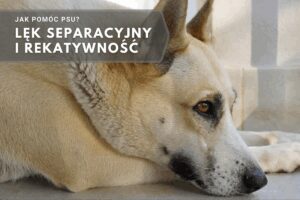 jak pomóc psu, lęk separacyjny i rekatywność