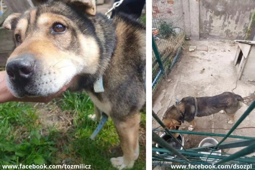 Judo - pies z interwencji