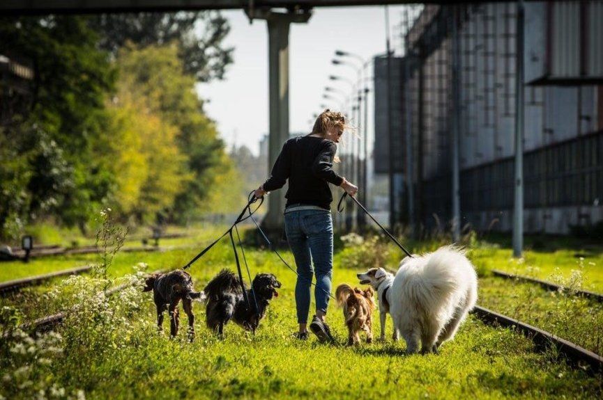 Dog Station - spacer