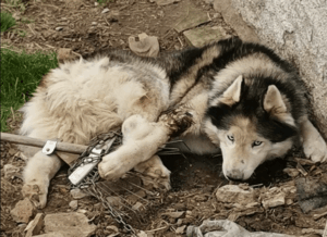 zaniedbany husky w gminie Bolków