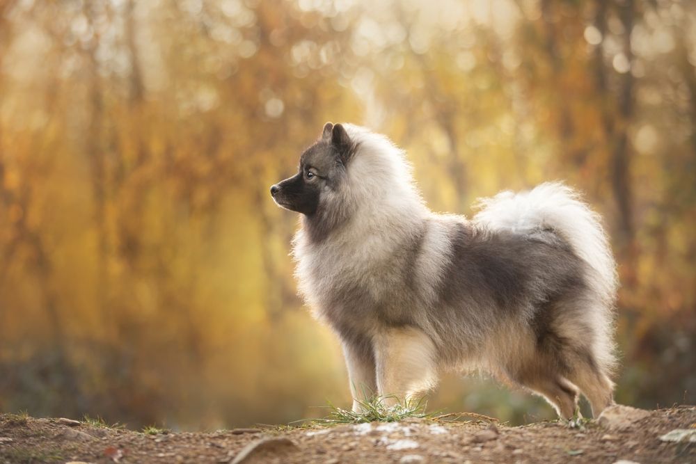 Keeshond szpic wilczy.jpg