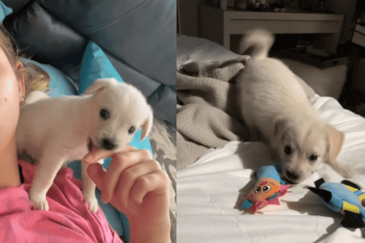 Kobieta kupiła szczeniaka chihuahua po okazyjnej cenie