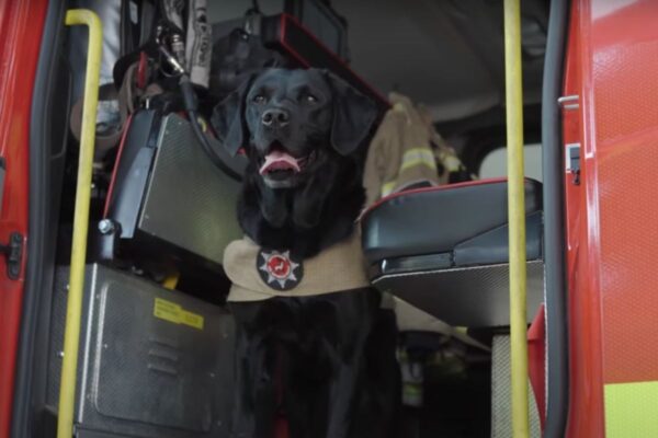 Labrador Reqs