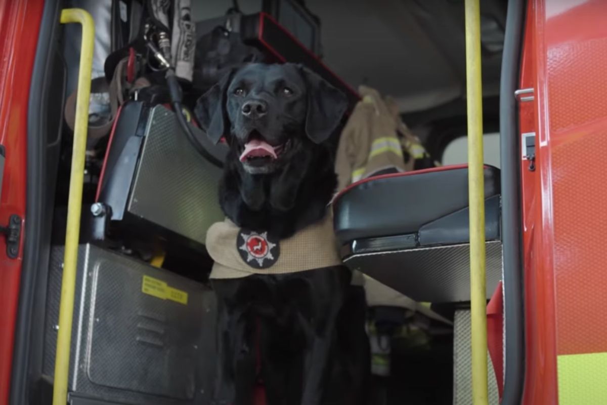 Labrador Reqs