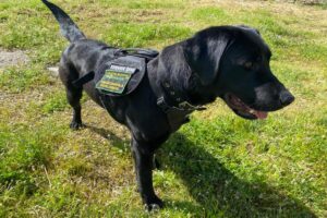 Labradorka Bea szuka plastiku