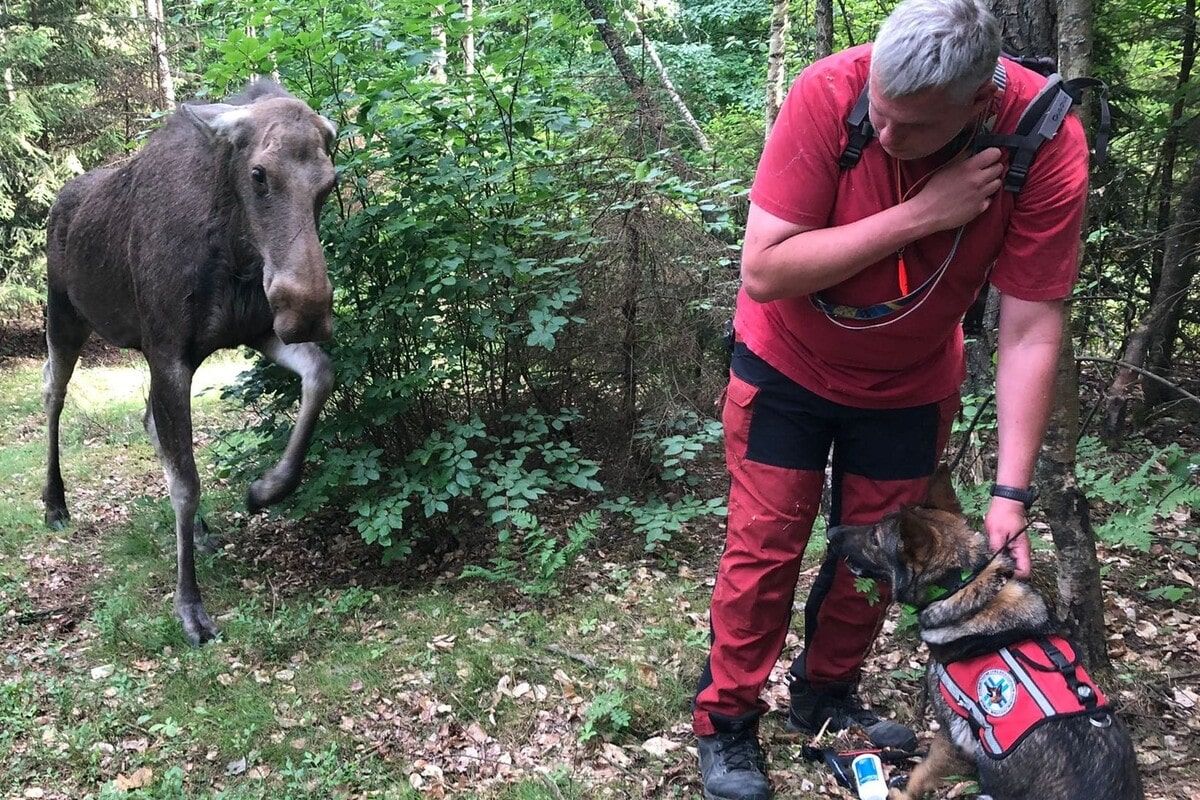 Łoś pojawił się na egzaminie psów ratowniczych