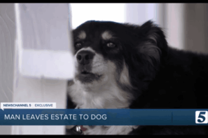 Lulu, suczka rasy border collie, która odziedziczyła 5 milionów dolarów