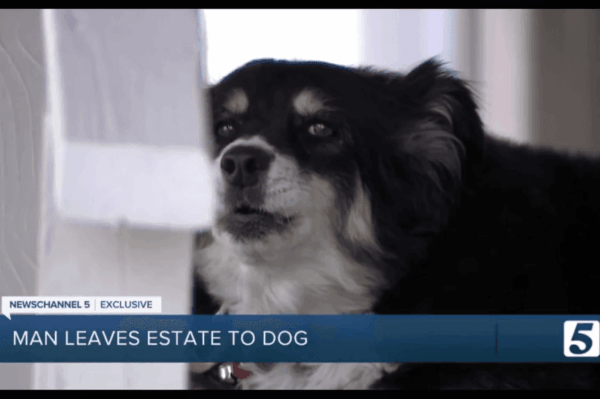 Lulu, suczka rasy border collie, która odziedziczyła 5 milionów dolarów