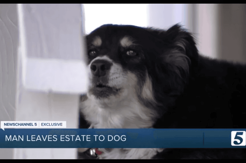 Lulu, suczka rasy border collie, która odziedziczyła 5 milionów dolarów