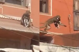 Małpa porwała małego pieska