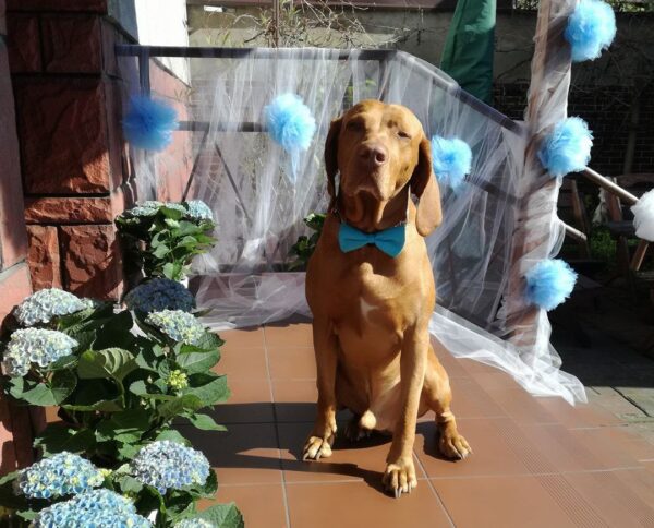 Wyżeł węgierski pozuje w muszce