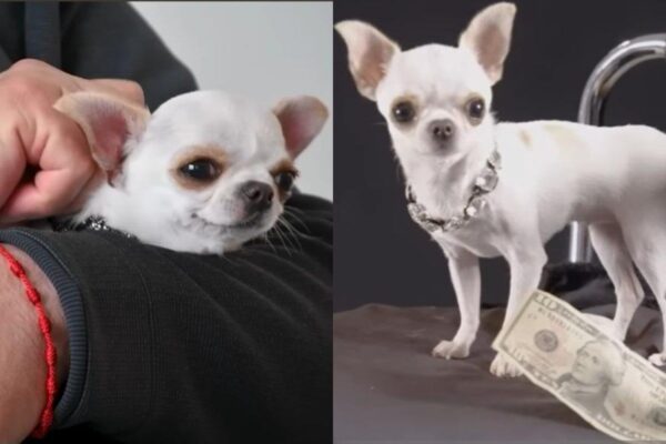 Najkrótszy pies na świecie