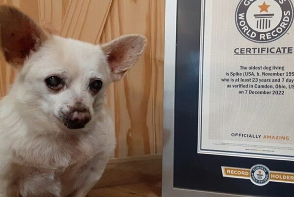 Najstarszy pies na świecie