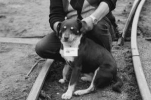 Nie żyje pies, który jeździł koleją