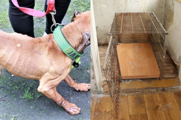 Odebrano skrajnie zaniedbane psy z województwa śląskiego