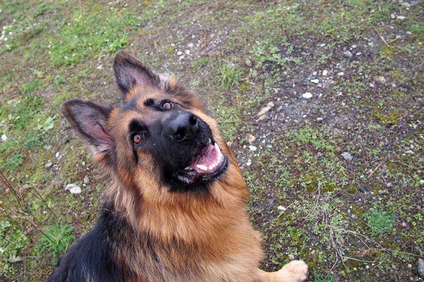 Pies w sezonie jesień/zima