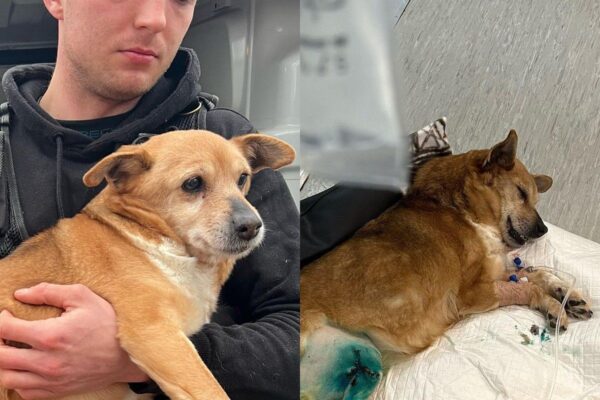 Pies odebrany od patostreamera