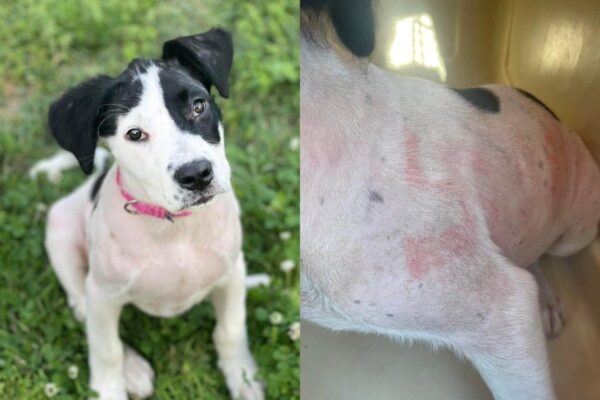 Pies z wygoloną sierścią i swastykami na ciele