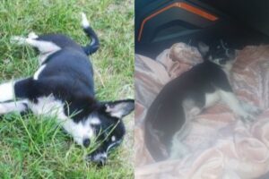 Pies został wyrzucony z drugiego piętra
